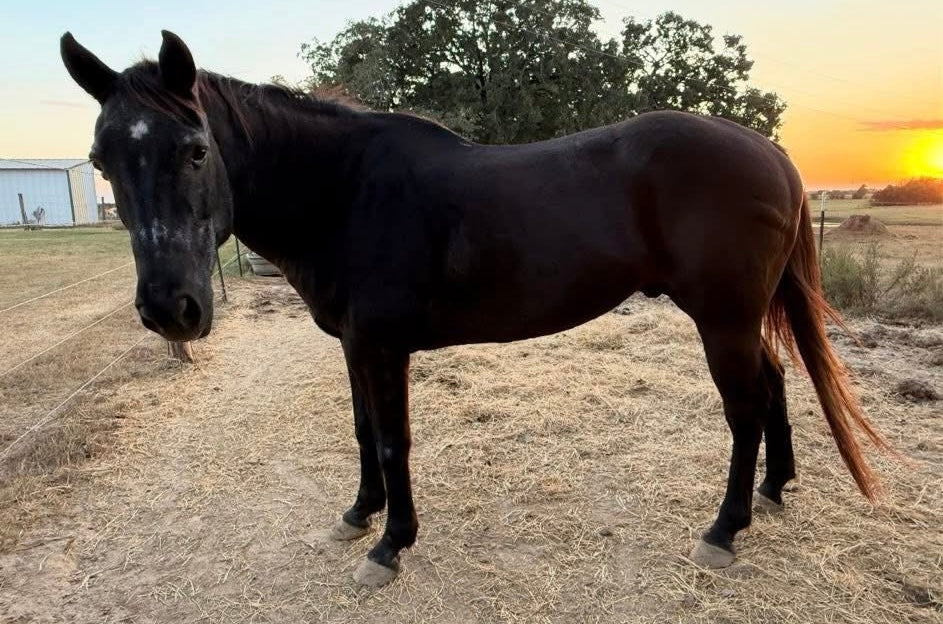 Gus – Twisted Teer Ranch