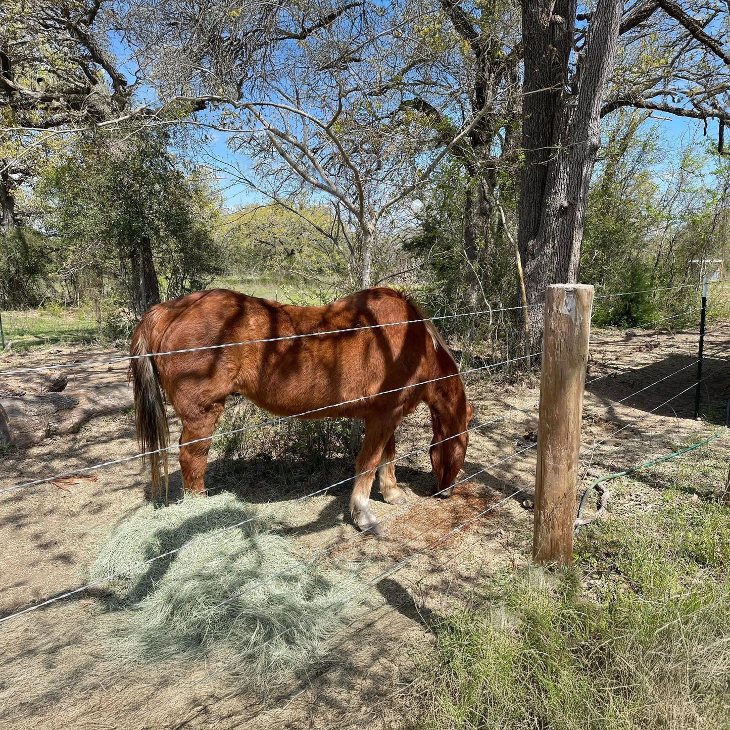 Yogi (Project Horse)